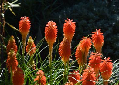 Kniphofia3