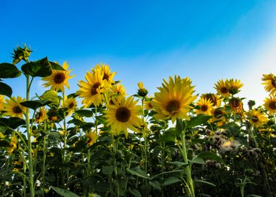 blooming sunflower field