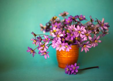 Purple anemones flowers