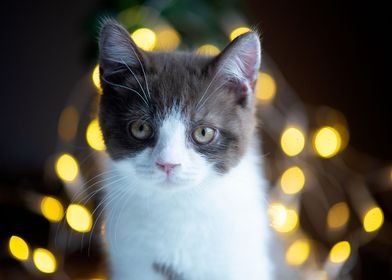 Cute cat british shorthair