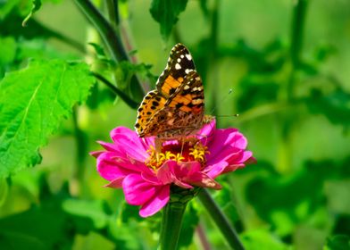 pink flower with butterfly