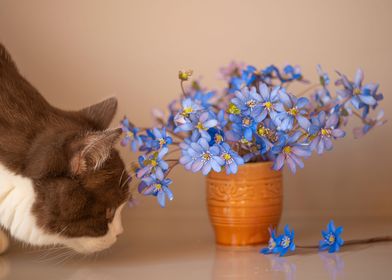 Cat and flowers