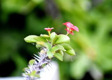 Pink Flowers