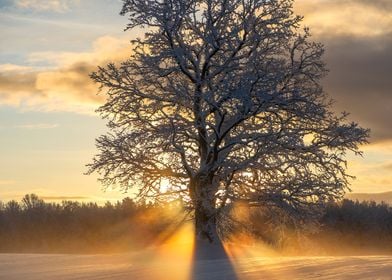 Winter sunrise landscape