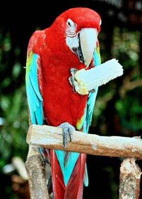 Colourful Parrot