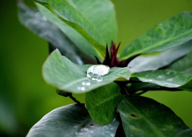 Beautiful decorative Plant