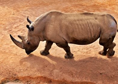 The Magnificent Rhino