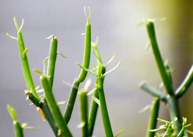 Beautiful decorative Plant