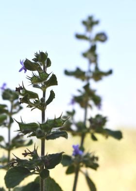 Beautiful decorative Plant