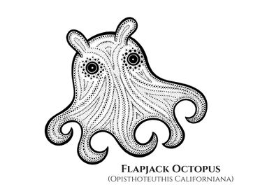 Flapjack or Dumbo Octopus