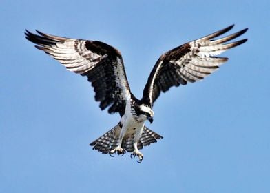 Bird In Flight