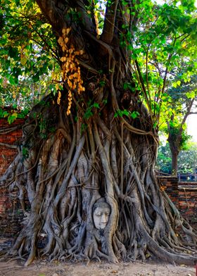 The head of Buddha