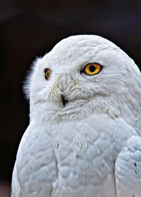 White Owl