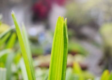 Beautiful decorative Plant