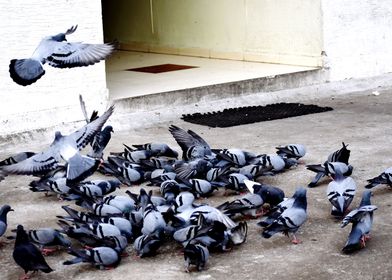 A Group of Pigeons