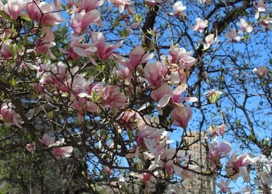 Magnolia Blossom