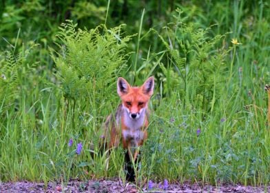 Cute Fox