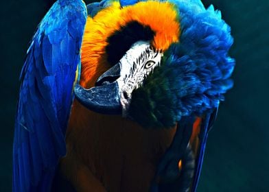 Beautiful Parrot