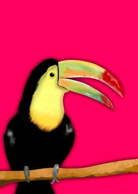 Tucan Tropical Bird