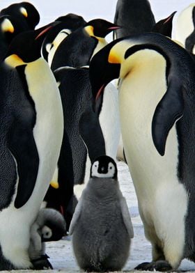 Penguins