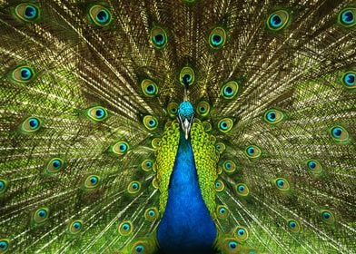 Peahens Peacock Peafowl 