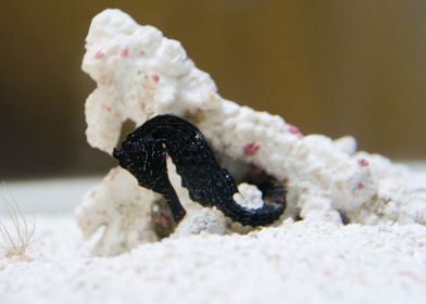 Sleeping Seahorse