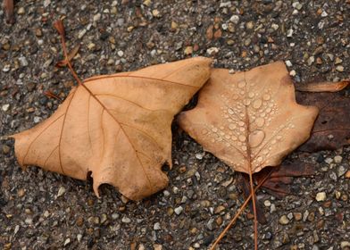 Dried leaves