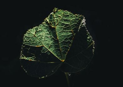 Leaf texture 