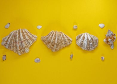 Shells on yellow