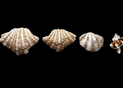 Shells in line