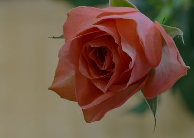 Pink Rose