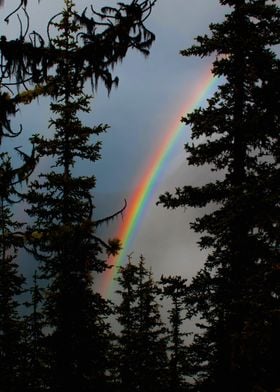 Rainbow between trees