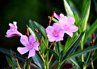 Bunch of pink flower