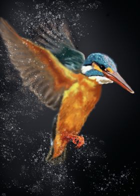 Kingfisher