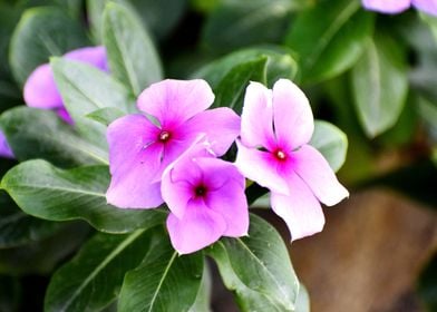 Bunch of pink flower