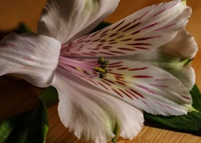 Alstroemeria Close Up