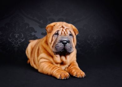 Chinese Shar Pei 