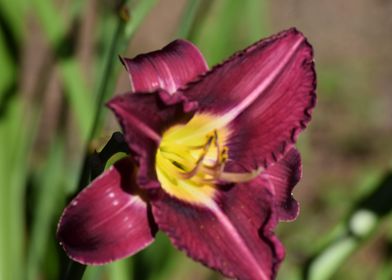 Daylily1