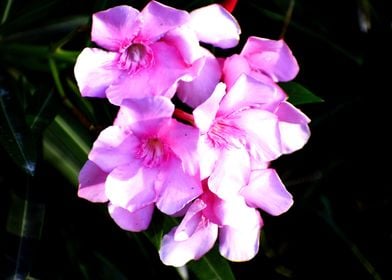 Bunch of pink flower