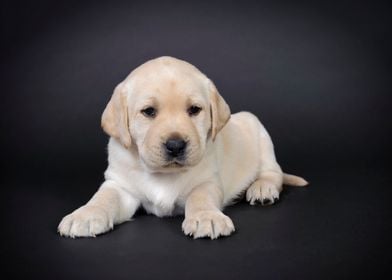 Yellow lab