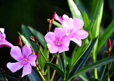 Bunch of pink flower