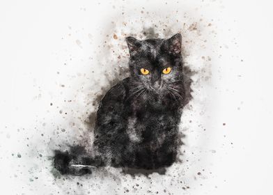 Black Kitten Splash