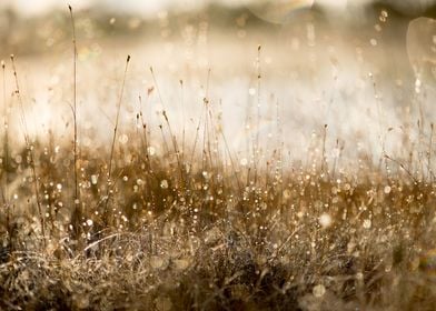 Dew drops on the grass