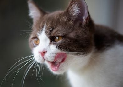 British Shorthair Cat