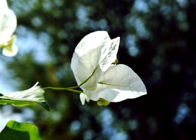 A White Flower