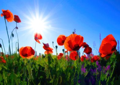 Red Poppies