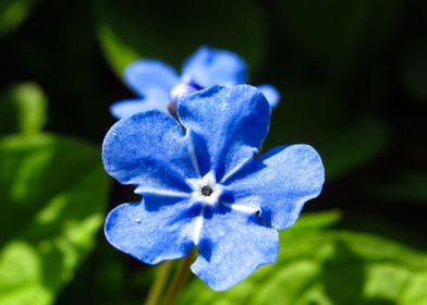 blue forgetmenot flower