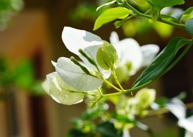 A White Flower