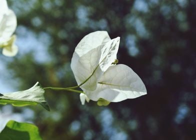 A White Flower