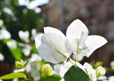 A White Flower